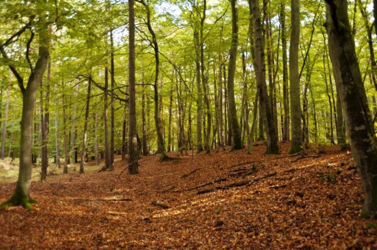 Wälder in Deutschland